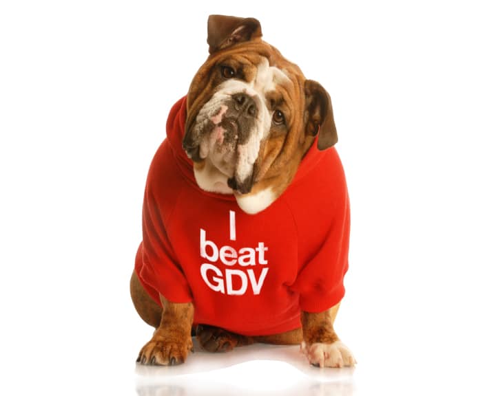 GP Refresh will cover many important conditions that vets in general practice will encounter in their day to day work