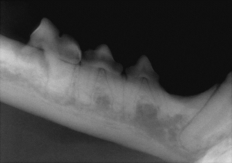 Ultimate Dental XRay Q1 — CPD Solutions Info