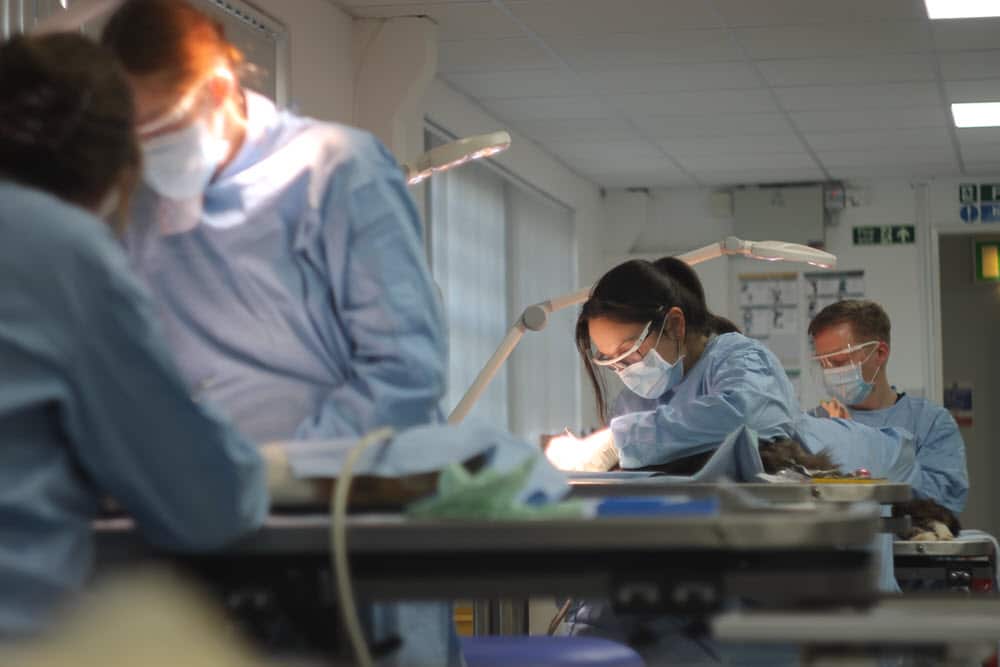GP Refresh will cover many important conditions that vets in general practice will encounter in their day to day work