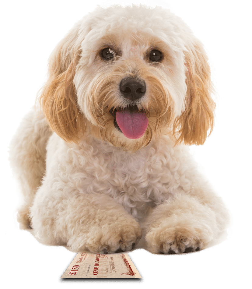 Dog Dog