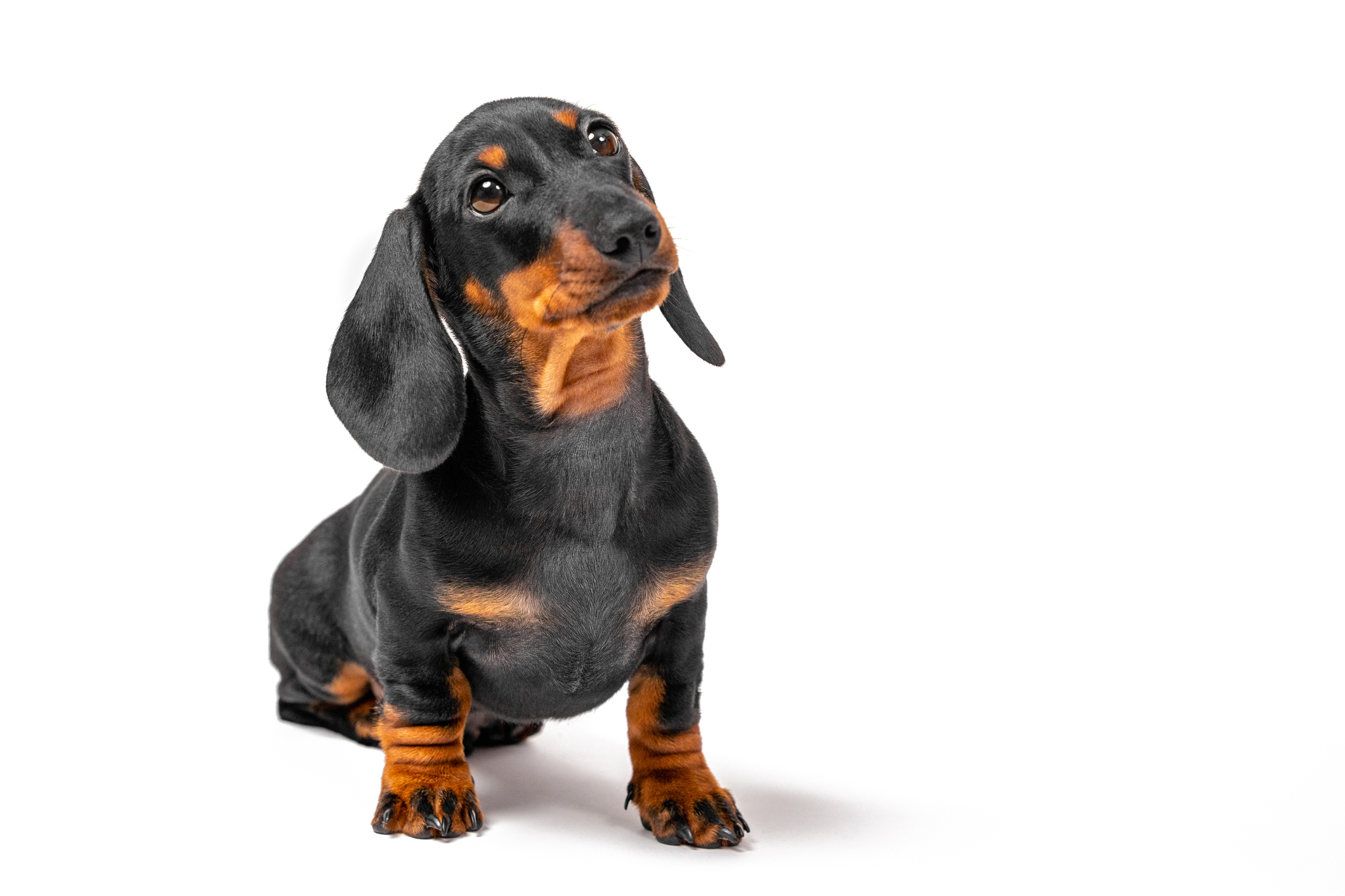 Adorable dachshund puppy stands and looks expectantly at someone isolated on white background, front view. Lovely pet came to the owner
