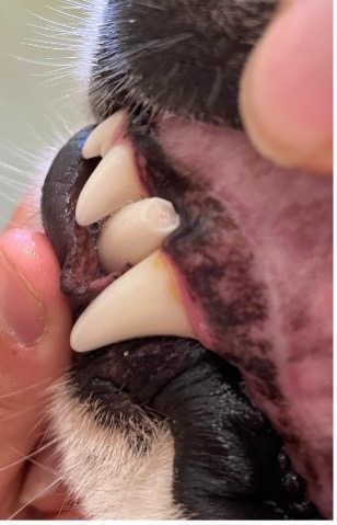 Pulpitis 1