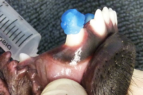 2095 - Restorative Dentistry