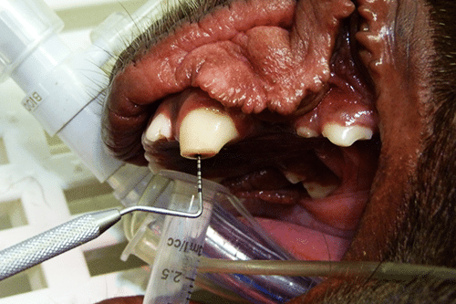 1354-Practical-Veterinary-Dentistry-NEW