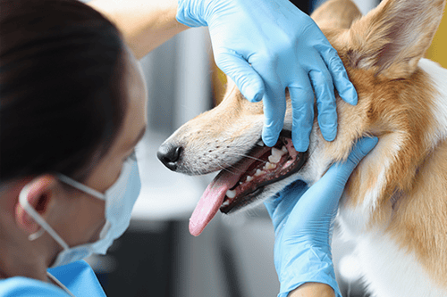 DentNurses.png