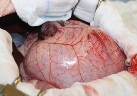 1483-Practical-Gastro-Surgery.png