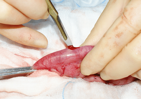 soft tissue surgery refresher course intraoperative image