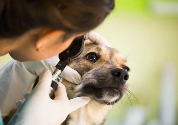 Eye control Closeup of a dog having eye control at veterinary office