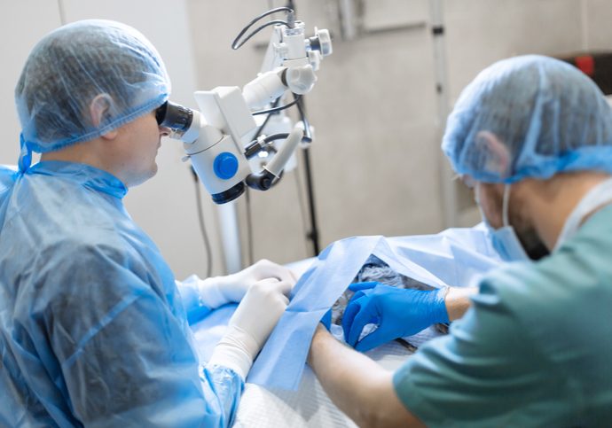 A professional ophthalmologist performs eye surgery with a microscope. The anesthesiologist controls the anesthesia and the condition of the dog during the operation. Endoscopic eye surgery. medical equipment A professional ophthalmologist performs eye surgery with a microscope. The anesthesiologist controls the anesthesia and the condition of the dog during the operation. Endoscopic eye surgery. medical equipment.