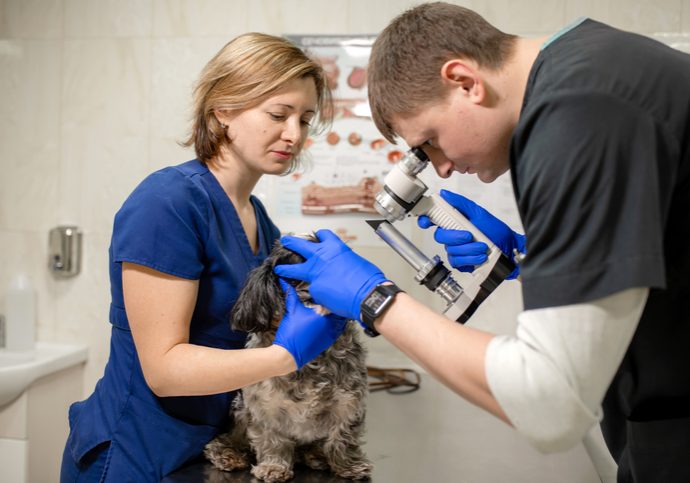 Veterinary, ophthalmologists examine the injured eye of a dog with a slit lamp in a veterinary clinic Veterinary, ophthalmologists examine the injured eye of a dog with a slit lamp in a veterinary clinic.