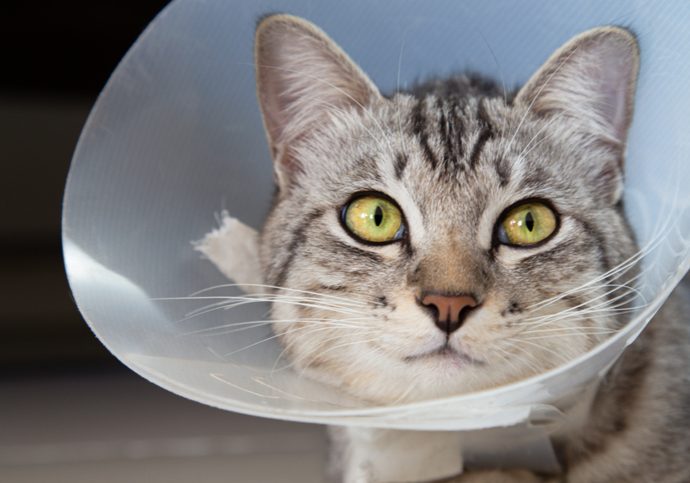 happy young american shorthair cat in veterinary plastic cone or E-Collar (Elizabethan Collar) in the head at recovery after surgery. animal healthcare and pet concept