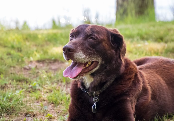 Aging chocolate lab enjoying a day in the grass with tongue out