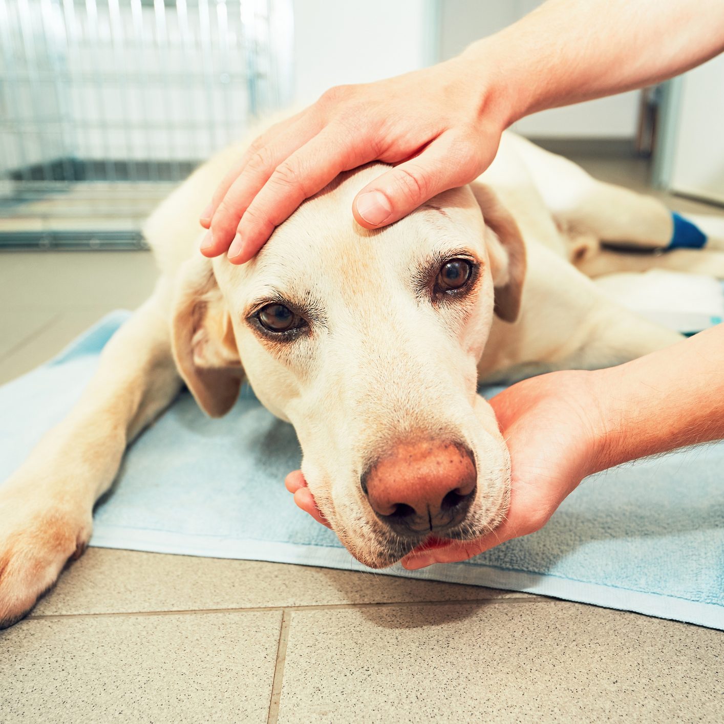 Dog awakening from anesthesia after tumor surgery. Ill labrador retriever in veterinary clinic.