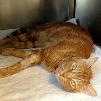 MS172-Feline-Geriatric-Medicine-April-2018-1