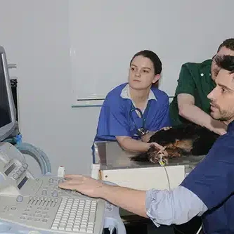 MS187-Cardiac-Ultrasound-Oct-2018