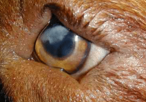 Prac Ophthalmic Surg Q3
