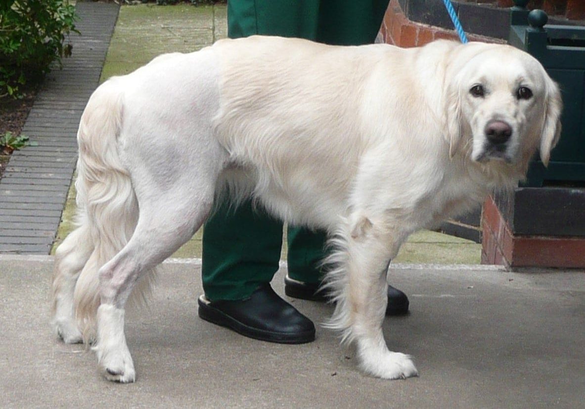 Patient with cruciate disease to be discussed on the TPLO course from CPD Solutions