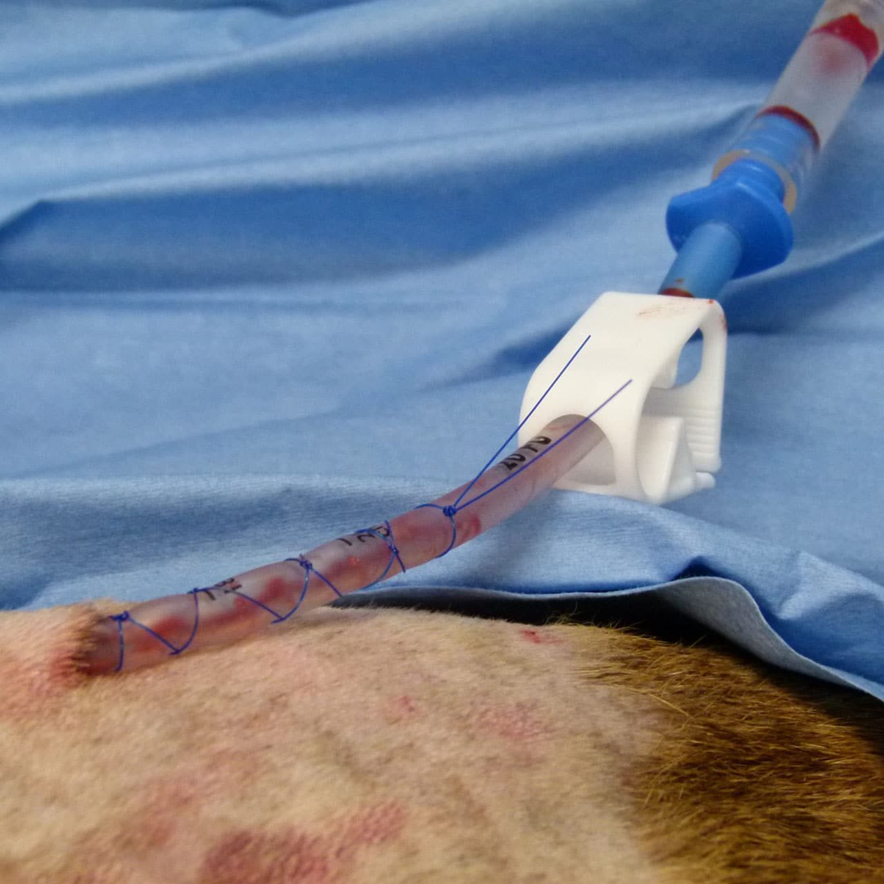 Thoracic Drain Training
