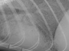 lateral radiographic view of a feline thorax