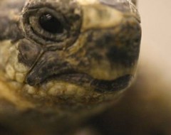 tortoise head close up