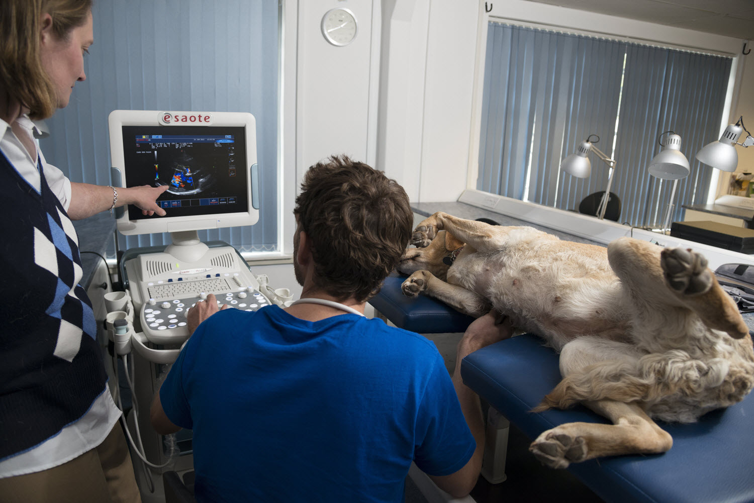 Veterinary Ultrasound Courses