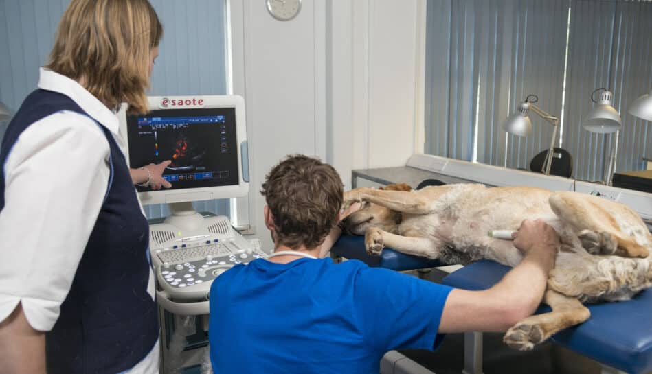 Header Image for Small Animal Ultrasound CPD Courses