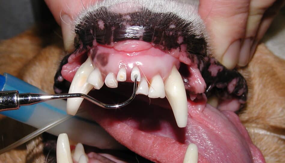 Small Animal dentstry cpd courses header image