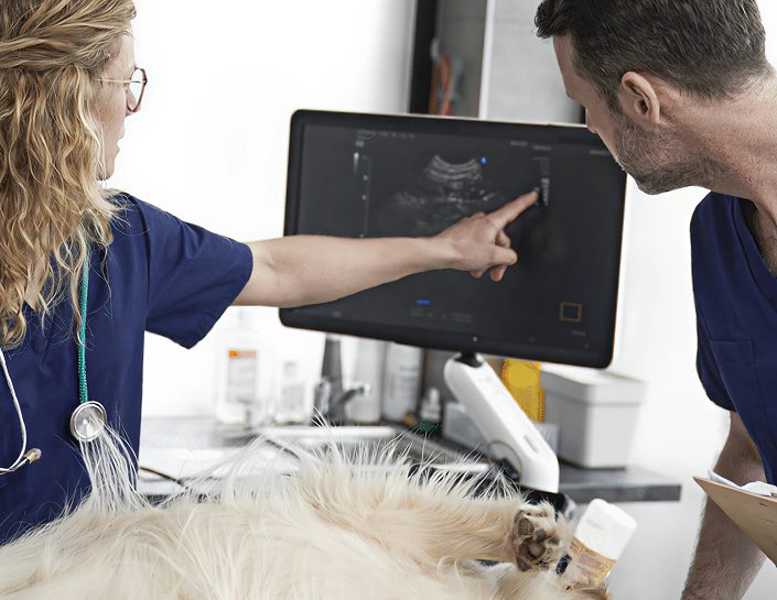 Practical Abdominal Scanning Image. Small animal Abdominal Ultrasound CPD