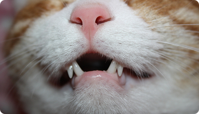 Image.