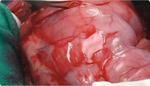 Image.