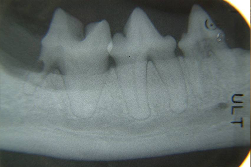 Image.